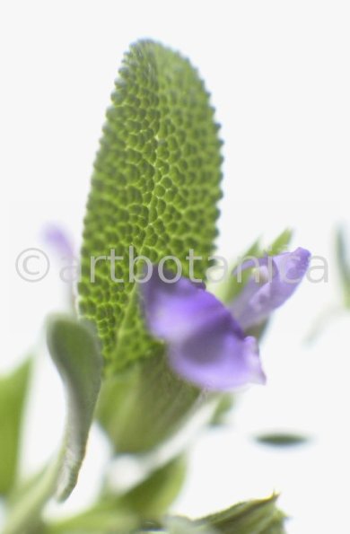 Salbei-Salvia-officinalis-2
