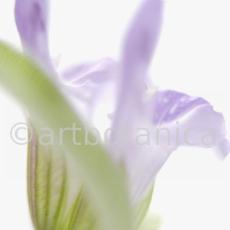 Salbei-Salvia-officinalis-21
