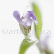 Salbei-Salvia-officinalis-30