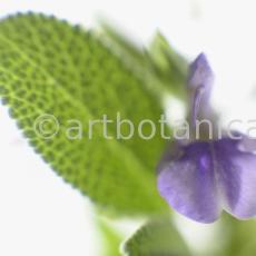 Salbei-Salvia-officinalis-10