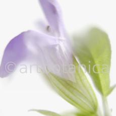 Salbei-Salvia-officinalis-20