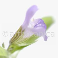 Salbei-Salvia-officinalis-35