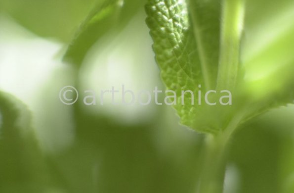 Salbei-(Wiesen)-Salvia-pratensis-7