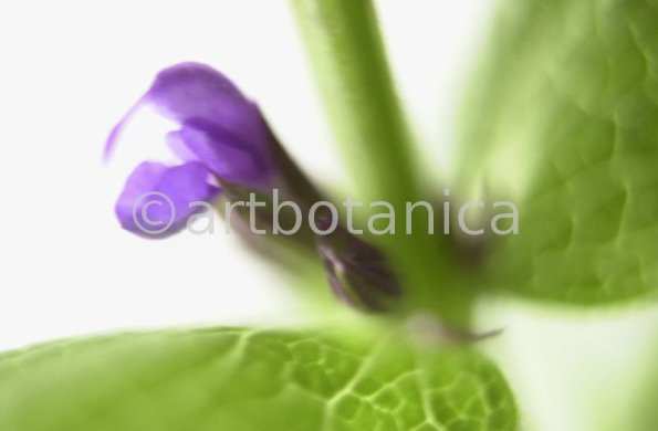 Salbei-(Wiesen)-Salvia-pratensis-3