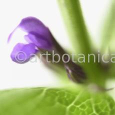 Salbei-(Wiesen)-Salvia-pratensis-3