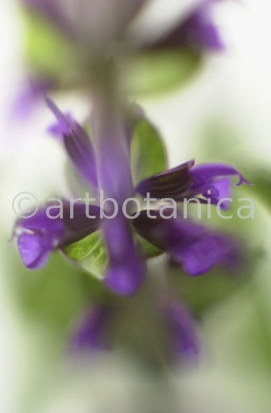 Salbei-(Wiesen)-Salvia-pratensis-9