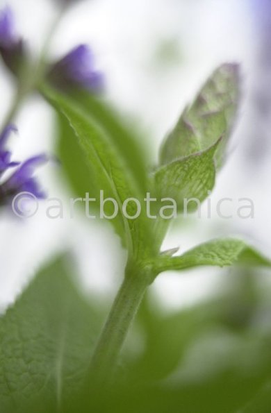 Salbei-(Wiesen)-Salvia-pratensis-5