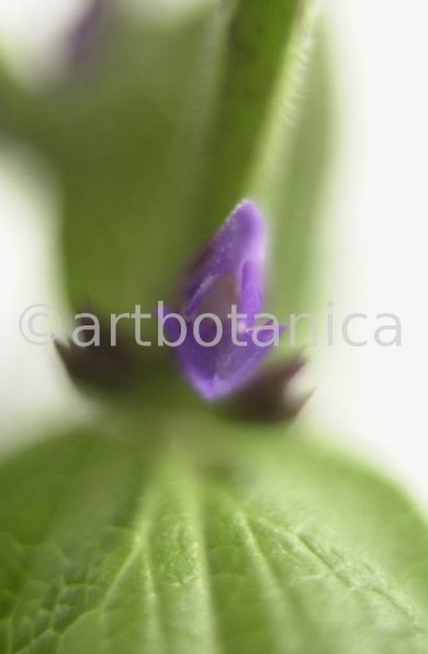 Salbei-(Wiesen)-Salvia-pratensis-2