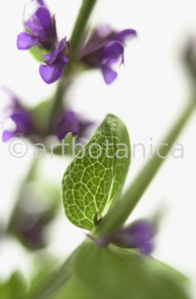 Salbei-(Wiesen)-Salvia-pratensis-6