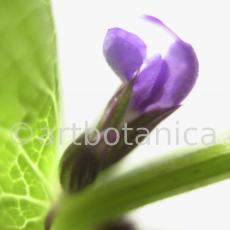 Salbei-(Wiesen)-Salvia-pratensis-1