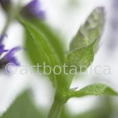 Salbei-(Wiesen)-Salvia-pratensis-5