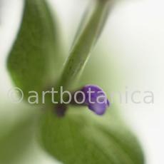 Salbei-(Wiesen)-Salvia-pratensis-10