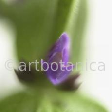 Salbei-(Wiesen)-Salvia-pratensis-2