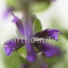 Salbei-(Wiesen)-Salvia-pratensis-9