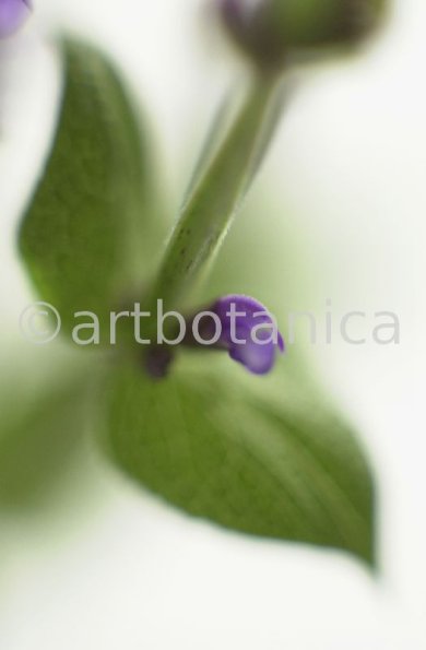 Salbei-(Wiesen)-Salvia-pratensis-10