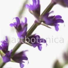 Salbei-(Wiesen)-Salvia-pratensis-4