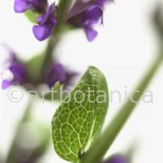 Salbei-(Wiesen)-Salvia-pratensis-6