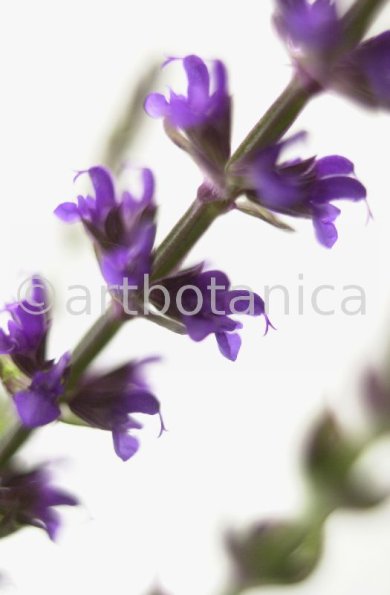 Salbei-(Wiesen)-Salvia-pratensis-4