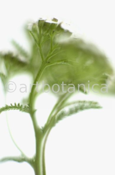 Schafgarbe-Achillea-millefolium-12