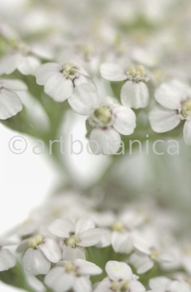 Schafgarbe-Achillea-millefolium-5