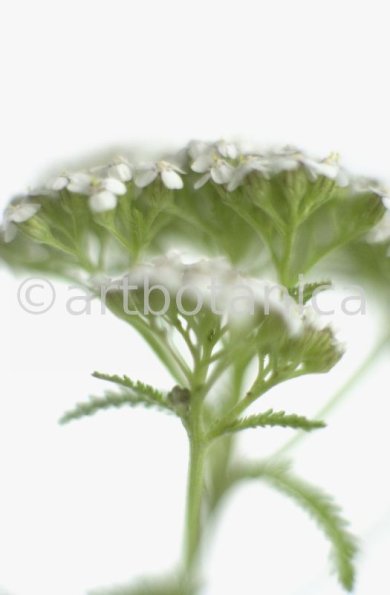 Schafgarbe-Achillea-millefolium-14