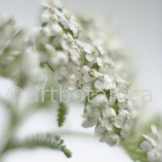 Schafgarbe-Achillea-millefolium-13