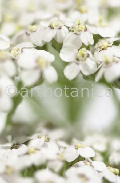 Schafgarbe-Achillea-millefolium-6