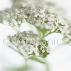 Schafgarbe-Achillea-millefolium-9