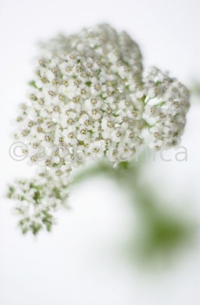 Schafgarbe-Achillea-millefolium-4
