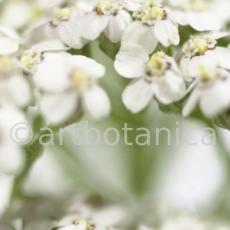Schafgarbe-Achillea-millefolium-6