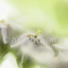 Schafgarbe-Achillea-millefolium-10
