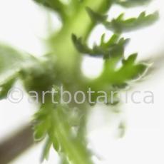Schafgarbe-Achillea-millefolium-11