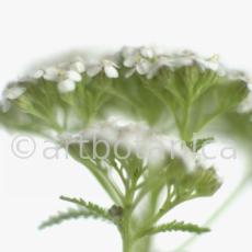 Schafgarbe-Achillea-millefolium-14