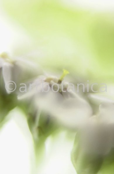Schafgarbe-Achillea-millefolium-10
