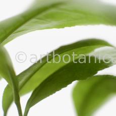 Schwarztee-Camellia sinensis-9