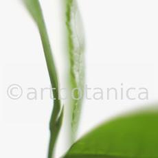 Schwarztee-Camellia sinensis-1