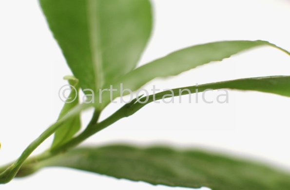 Schwarztee-Camellia sinensis-5