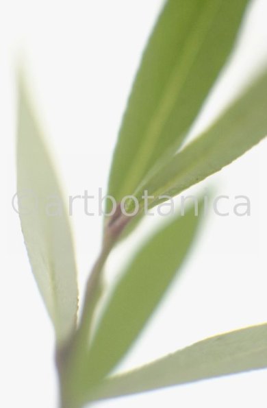 Silberweide-Salix-alba-2