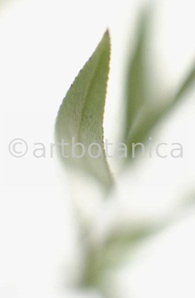 Silberweide-Salix-alba-8