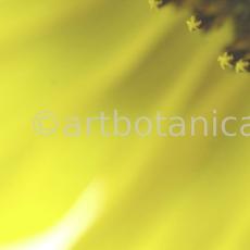 Sonnenblume-Helianthus-annuus-15