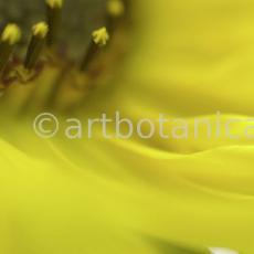 Sonnenblume-Helianthus-annuus-11