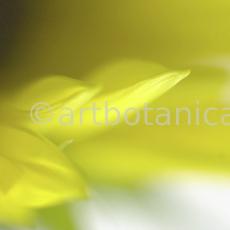 Sonnenblume-Helianthus-annuus-14