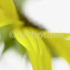 Sonnenblume-Helianthus-annuus-8