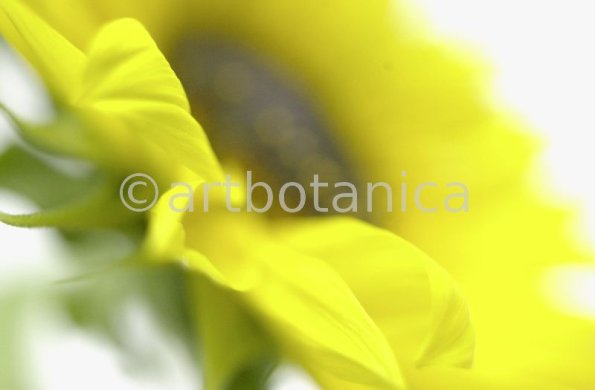 Sonnenblume-Helianthus-annuus-9