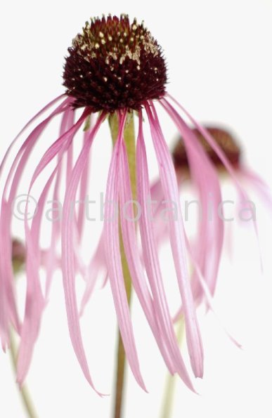 Sonnenhut-2--Echinacea-pallida-13