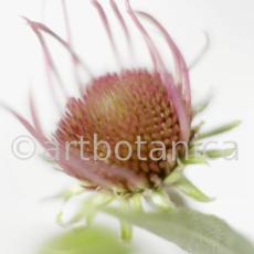 Sonnenhut-2--Echinacea-pallida-25