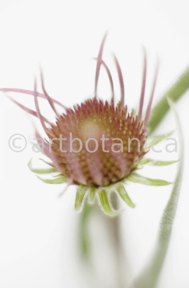 Sonnenhut-2--Echinacea-pallida-26