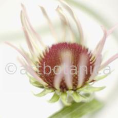 Sonnenhut-2--Echinacea-pallida-30