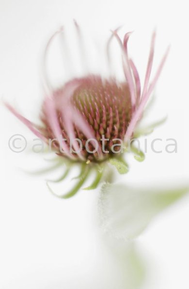 Sonnenhut-2--Echinacea-pallida-22