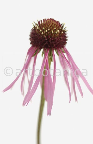 Sonnenhut-2--Echinacea-pallida-5